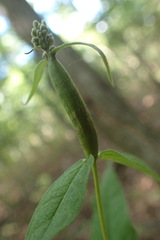 Neolasioptera perfoliata
