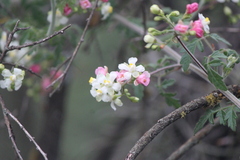 Cardiospermum corindum