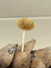 Mycena crocea