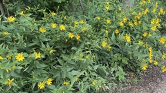 Helianthus strumosus