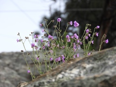 Mirabilis comata