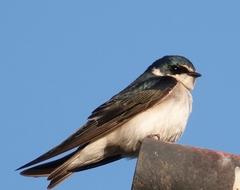 Tachycineta leucorrhoa