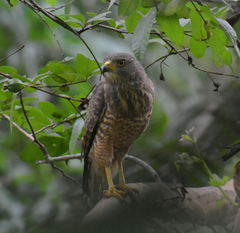 Rupornis magnirostris