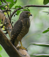 Rupornis magnirostris