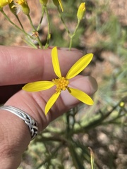 Senecio spartioides