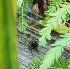 Theridiidae
