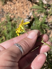Senecio spartioides