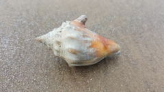 Strombus alatus