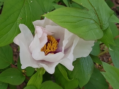 Paeonia suffruticosa