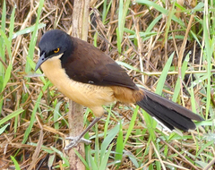 Donacobius atricapilla