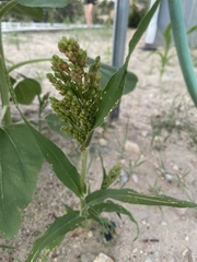 Rumex salicifolius