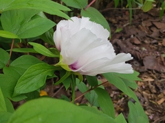 Paeonia suffruticosa
