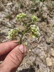Asclepias linearis