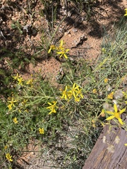 Senecio spartioides