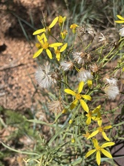 Senecio spartioides
