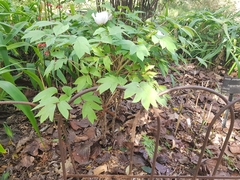 Paeonia suffruticosa