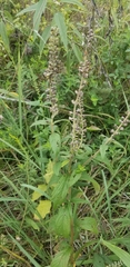 Teucrium canadense
