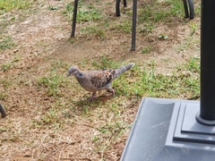 Streptopelia orientalis