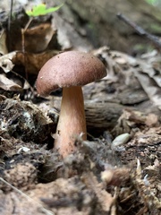 Aureoboletus auriporus