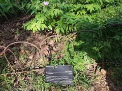 Paeonia suffruticosa