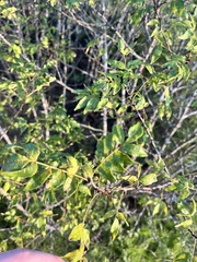 Zanthoxylum