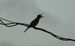 Myiarchus tuberculifer