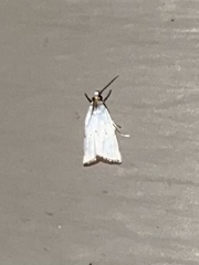 Argyria gonogramma