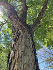Gymnocladus