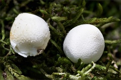 Bryoperdon acuminatum