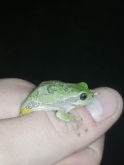 Hyla versicolor