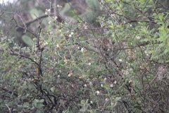 Cardiospermum corindum