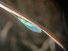 Chrysoperla rufilabris