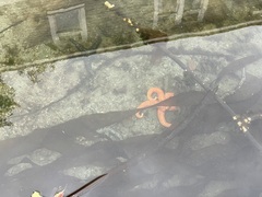 Evasterias troschelii