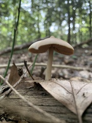 Entoloma strictius
