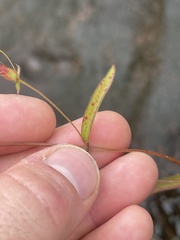 Pterogastra divaricata