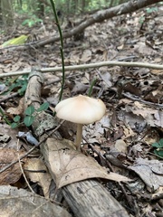 Entoloma strictius