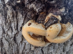 Diaperis nigronotata