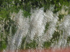 Saccharum spontaneum