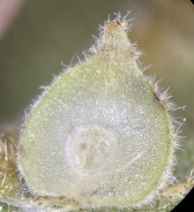 Caryomyia conoidea
