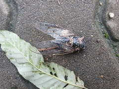 Hyalessa maculaticollis