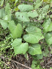 Vitis aestivalis
