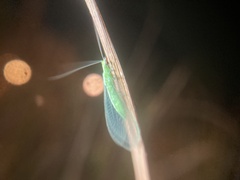 Chrysoperla rufilabris