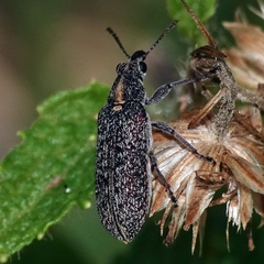 Sphinctobelus rufibeccus
