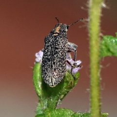 Sphinctobelus rufibeccus