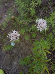 Palafoxia lindenii