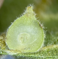 Caryomyia conoidea