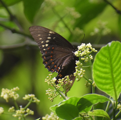 Papilio menatius victorinus