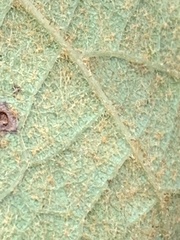 Vitis aestivalis