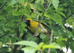 Ploceus velatus