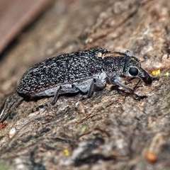 Sphinctobelus rufibeccus
